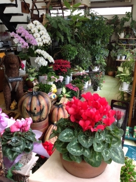 「花の店カトレア」　（栃木県日光市）の花屋店舗写真3